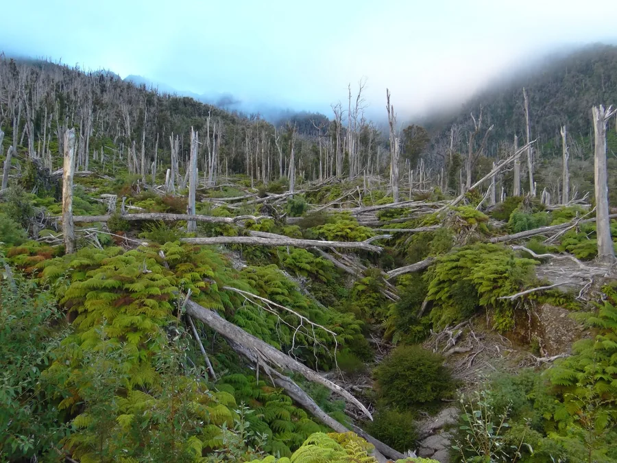 El bosque nuevo creciendo entre los troncos que mató la erupción del Chaitén