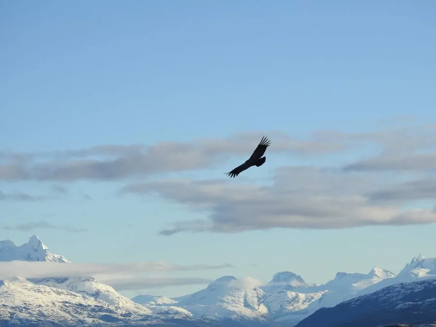 Cóndor en vuelo sobre la cordillera