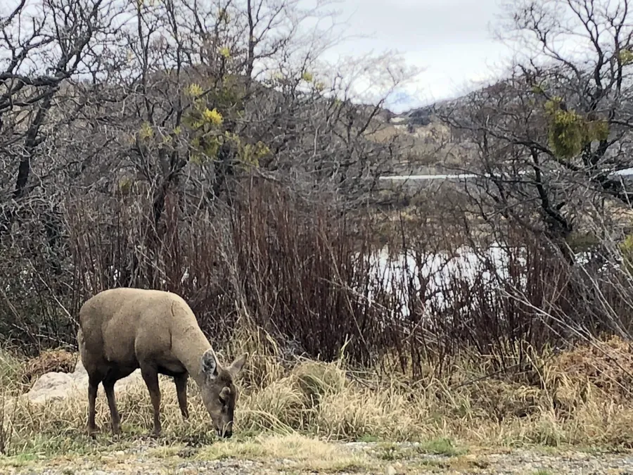 Huemul