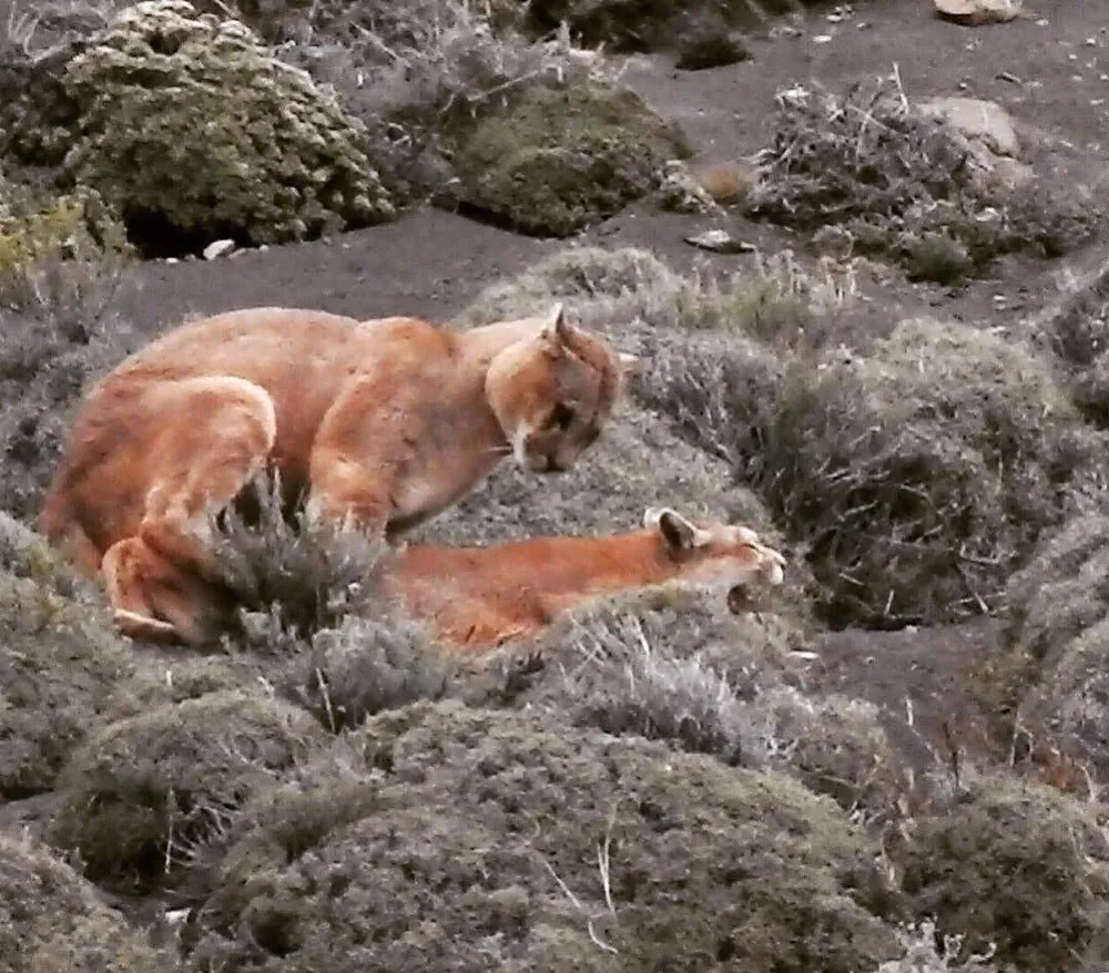 Pareja de pumas apareándose